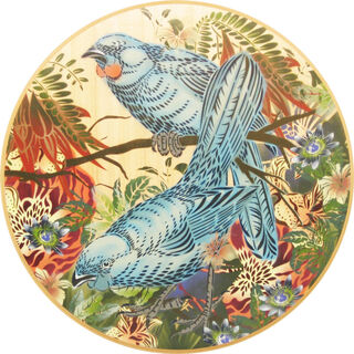 Kokako