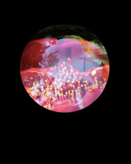 Blood Lily