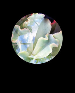 Succulent