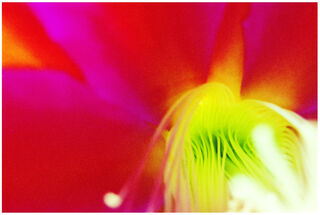 Orchid Cactus