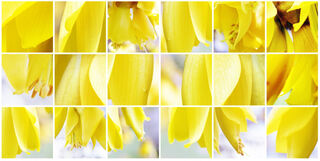 Kowhai I