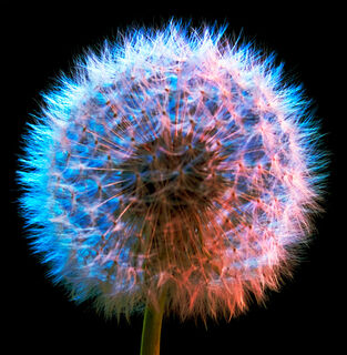 Dandelion