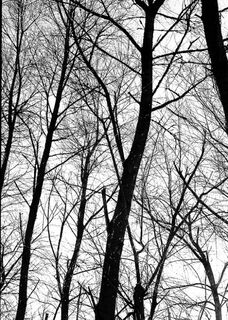 Poplar Trees