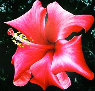 Hibiscus