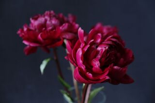 Peony (2)