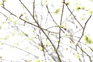 Spring Elm (9516)
