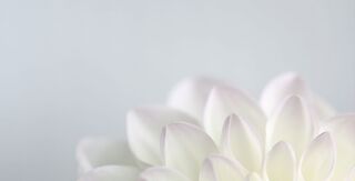 White Dahlia 3