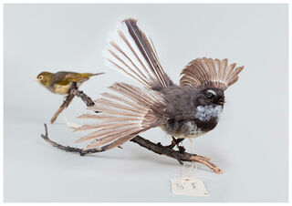 Dance of the Fantail