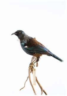 Songbird