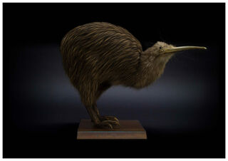 Good Night Kiwi