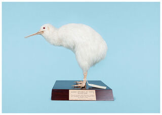 Little White Kiwi