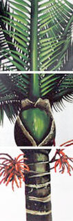 Nikau Screenprint 19/180